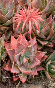 Aloe vera